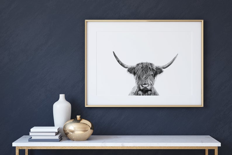 Photographie Vache Highland