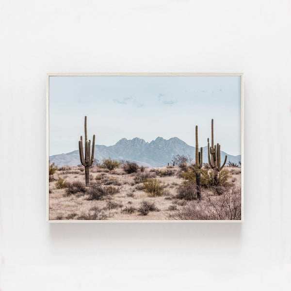 Photographie Désert Cactus