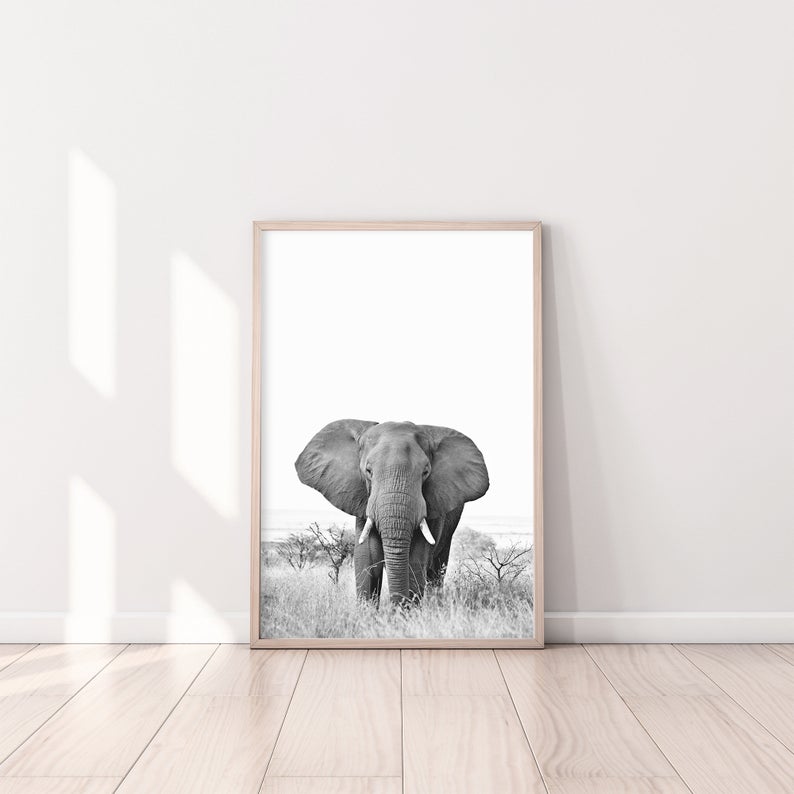 Photographie Noir & Blanc Éléphant