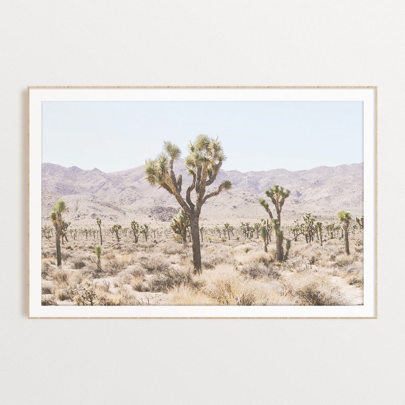 Photographie Arbre de Josué California Desert