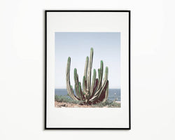 Photographie Cactus bord de Mer