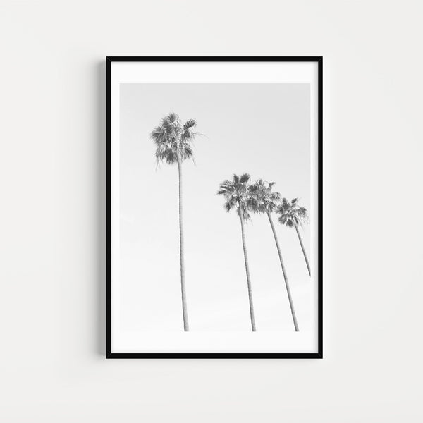 Photographie Noir & Blanc Palmiers