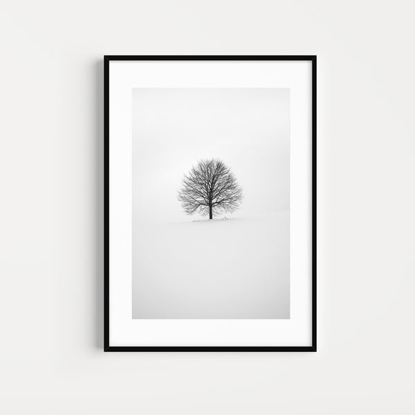 Photographie n&b l'arbre solitaire