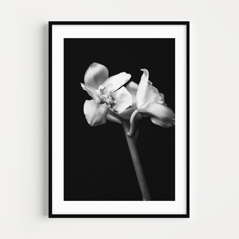 The French Print - Photographie Noir & Blanc Flower Macro