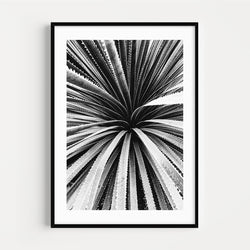 The French Print - Photographie Noir & Blanc Cactus