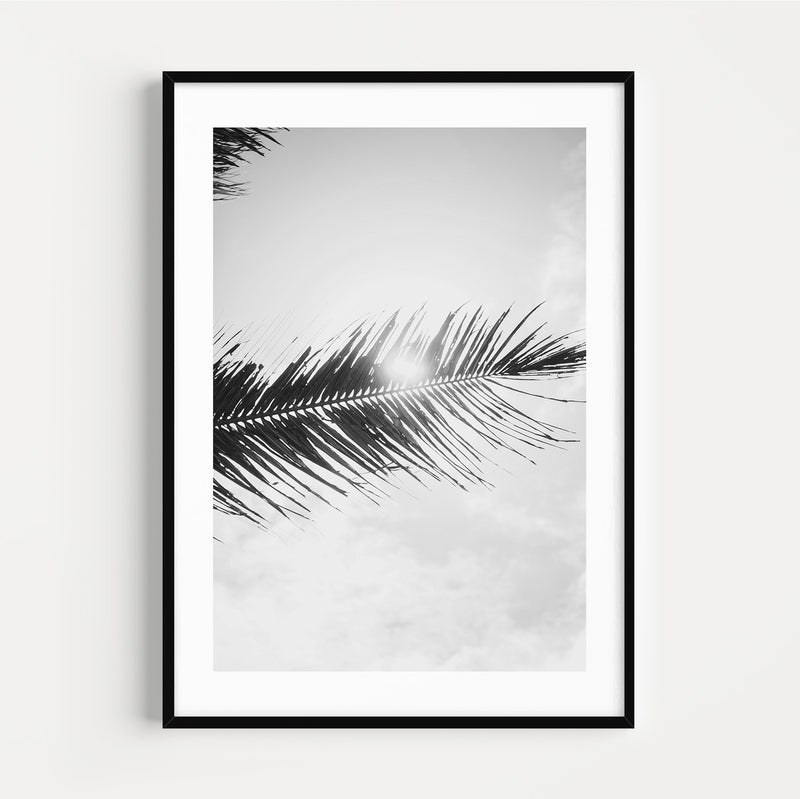 The French Print - Photographie Noir & Blanc Palm Tree Under the Sun