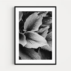 The French Print - Photographie Noir & Blanc Nature