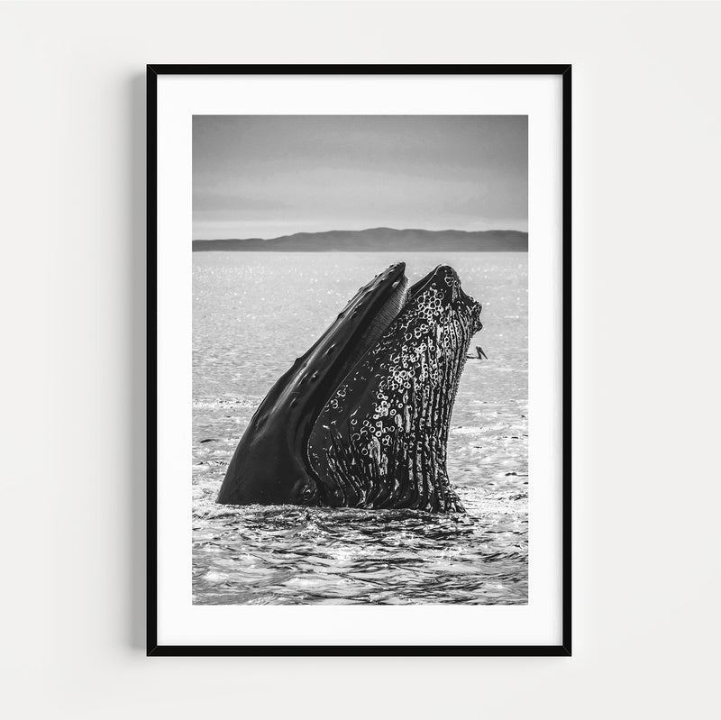 The French Print - Photographie Noir & Blanc The Big Whale