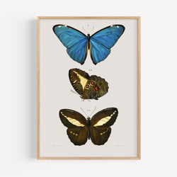 The French Print - Affiche Blue & Brown Butterflies - Charles Dessalines D' Orbigny