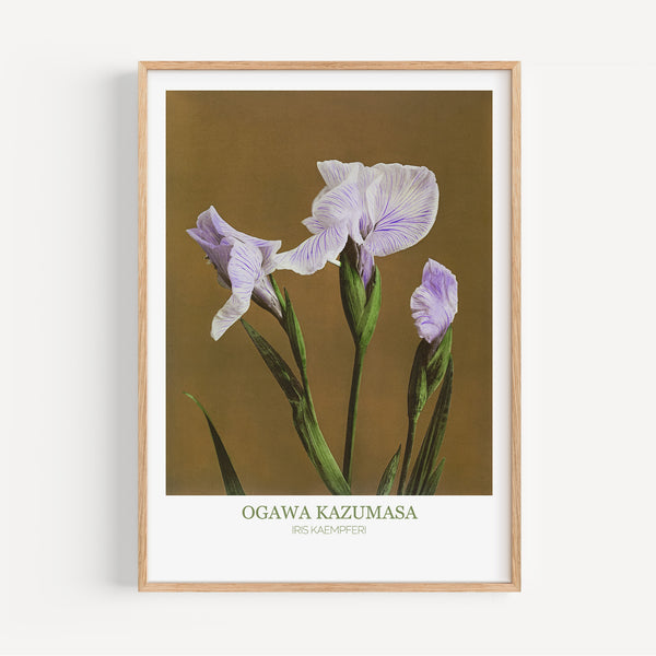 Affiche Ogawa Kazumasa - Iris Kaempferi