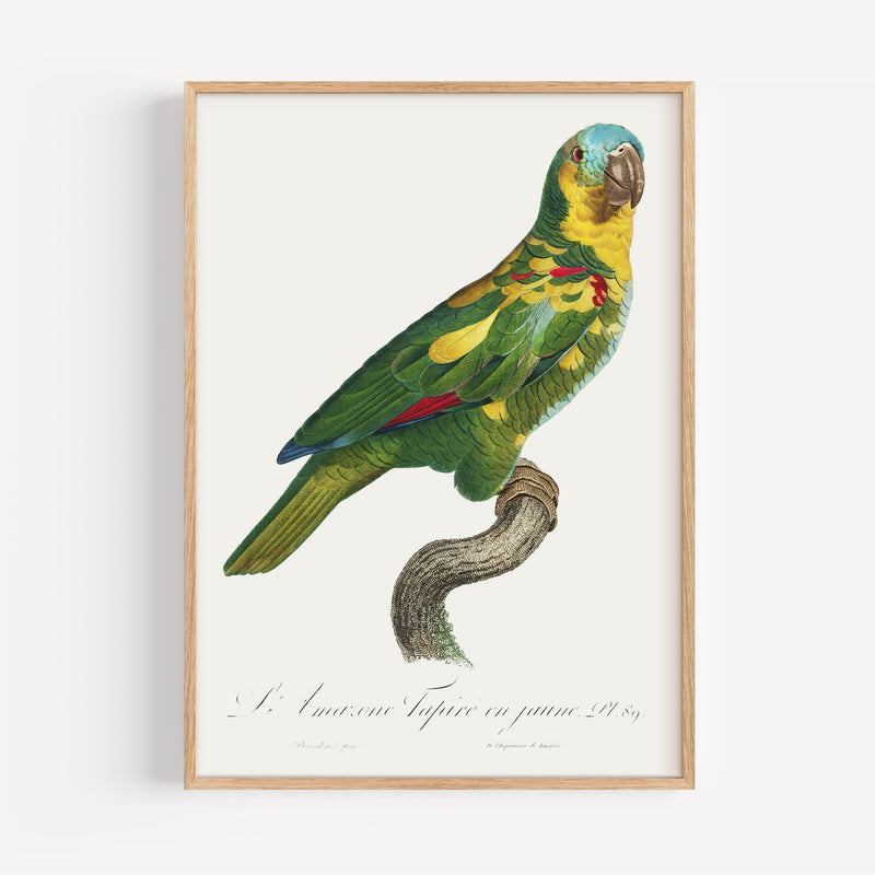 The French Print - Affiche The Turquoise-Fronted Amazon - Francois Levaillant, 1805