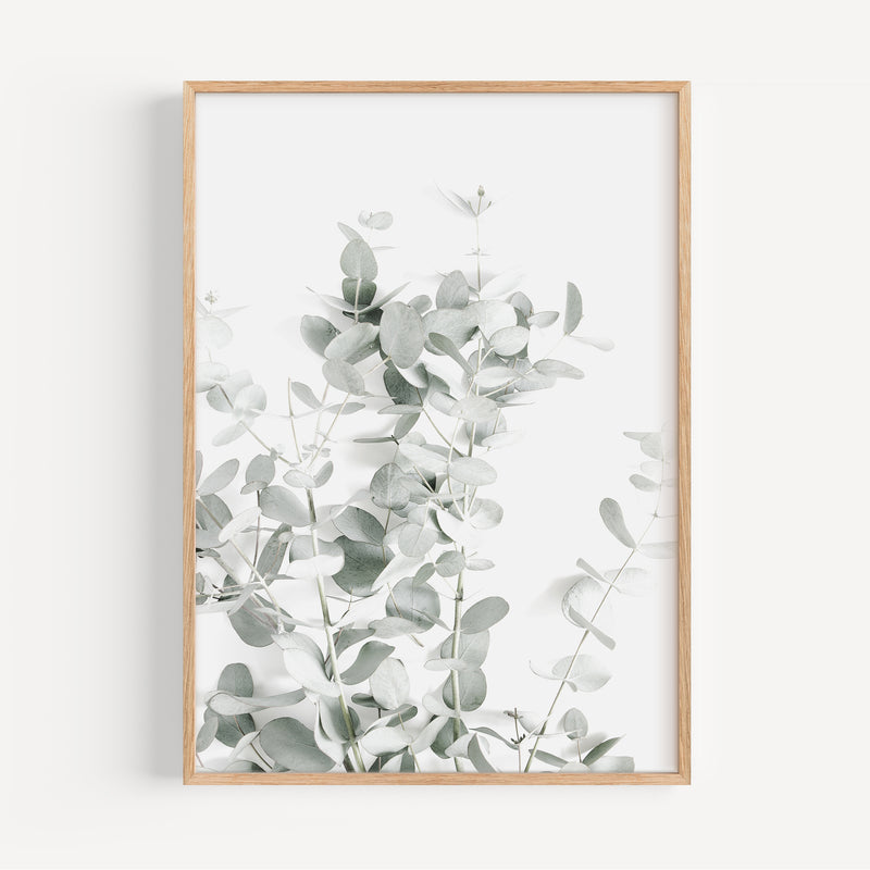 The French Print - Photographie Eucalyptus