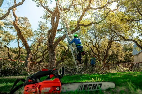 Expert tree care solutions in Elgin for your property